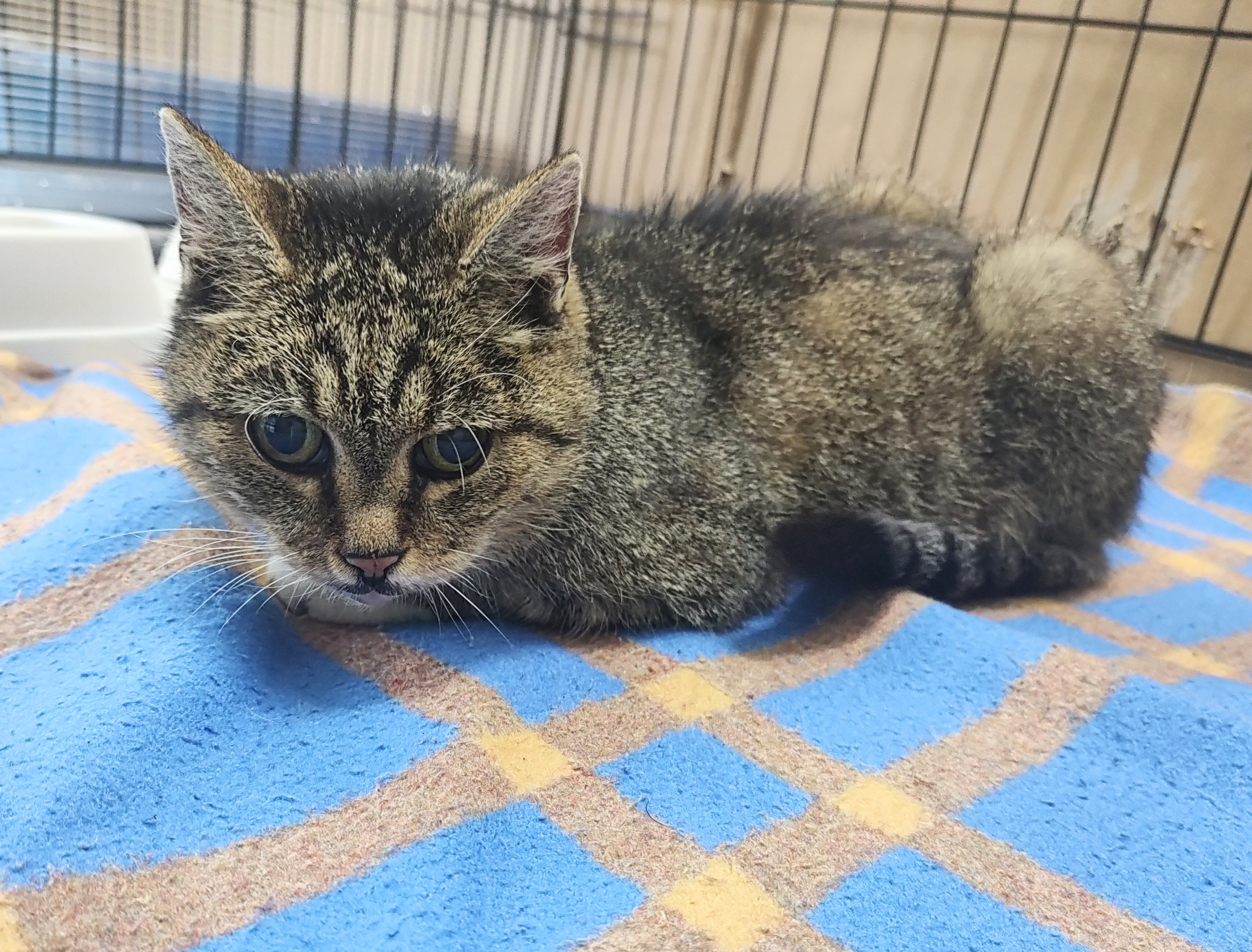 Kotka